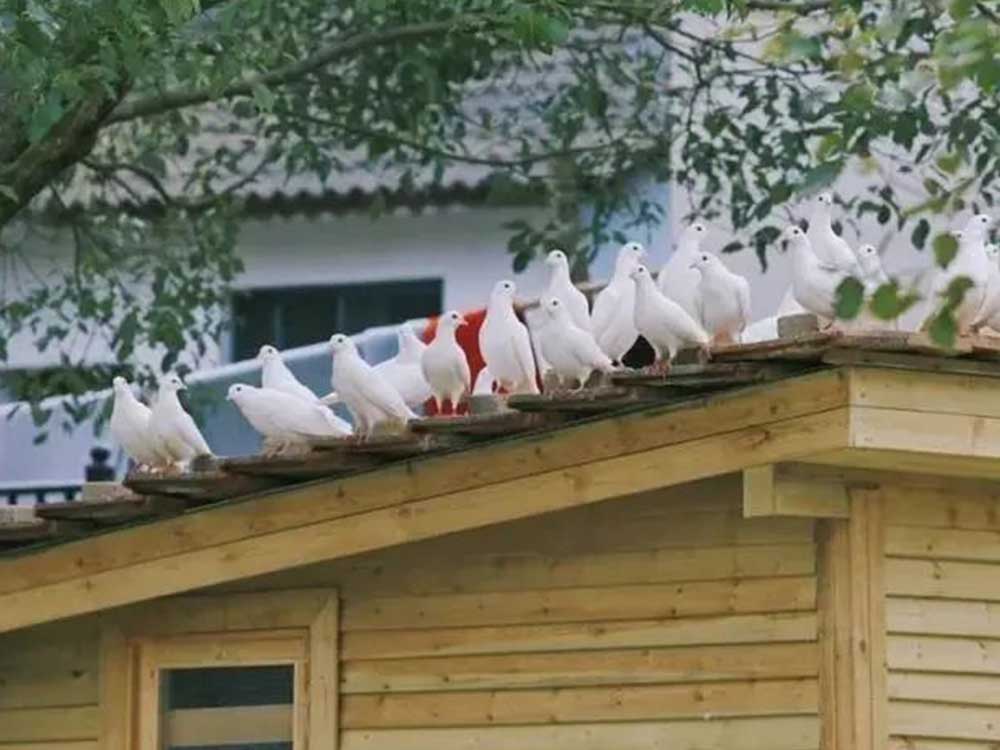画板 13.jpg