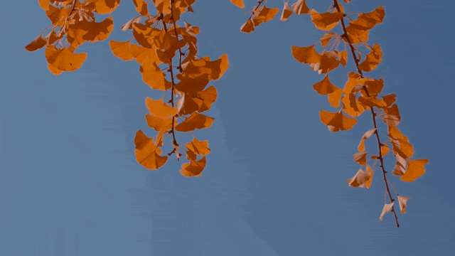 640.gif